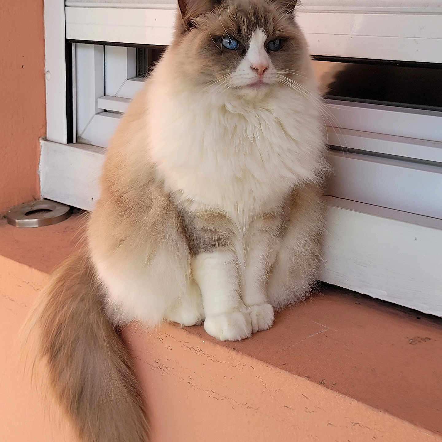 Tsuki participe au concours pour gagner de l'argent avec cette photo : abyssinian, angora, animal, box, cat, curtain, handrail, hardwood, homedecor, kitten, manx, pet, plywood, siamese, window, windowshade, windowsill, wood