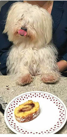 Fendy participe au concours pour gagner de l'argent avec cette photo : baking, carnivore, comfort_food, companion_dog, cooking, dessert, dishware, dog, finger_food, food, ingredient, mince_pie, pie, plate, platter, produce, recipe, small_terrier, tableware, toy_dog