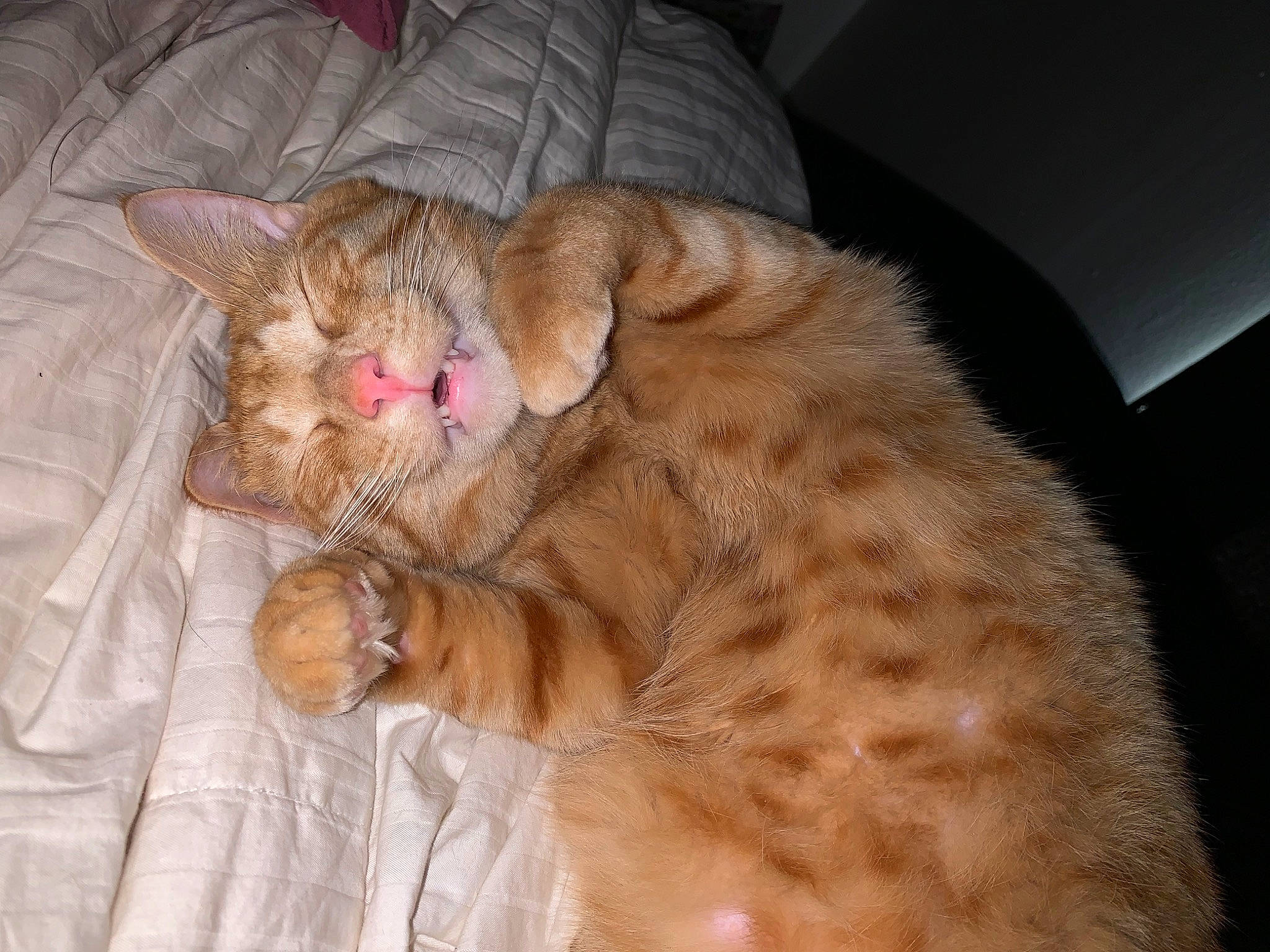 Aslan is registered to the contest to win money with this photo: canidae, carnivore, cat, claw, comfort, dog_breed, domestic_short_haired_cat, ear, fawn, felidae, fur, liver, nap, paw, small_to_medium_sized_cats, snout, sporting_group, tail, terrestrial_animal, whiskers