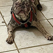 Penelope joined the competition — help win amazing prizes! dog, french_bulldog, brindle, pet, indoor, tile_floor, lying_down, harness, animal, canine, ears_up, looking, domestic, floor, mammal, companion, household, resting, closeup, cute
