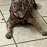 dog, french_bulldog, brindle, pet, indoor, tile_floor, lying_down, harness, animal, canine, ears_up, looking, domestic, floor, mammal, companion, household, resting, closeup, cute