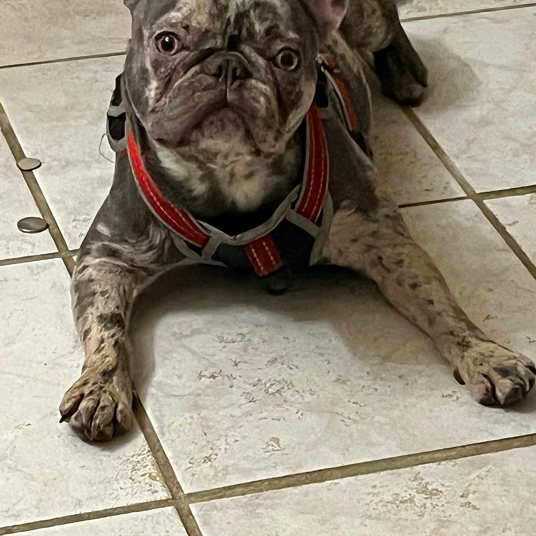 Penelope joined the competition — help win amazing prizes! dog, french_bulldog, brindle, pet, indoor, tile_floor, lying_down, harness, animal, canine, ears_up, looking, domestic, floor, mammal, companion, household, resting, closeup, cute