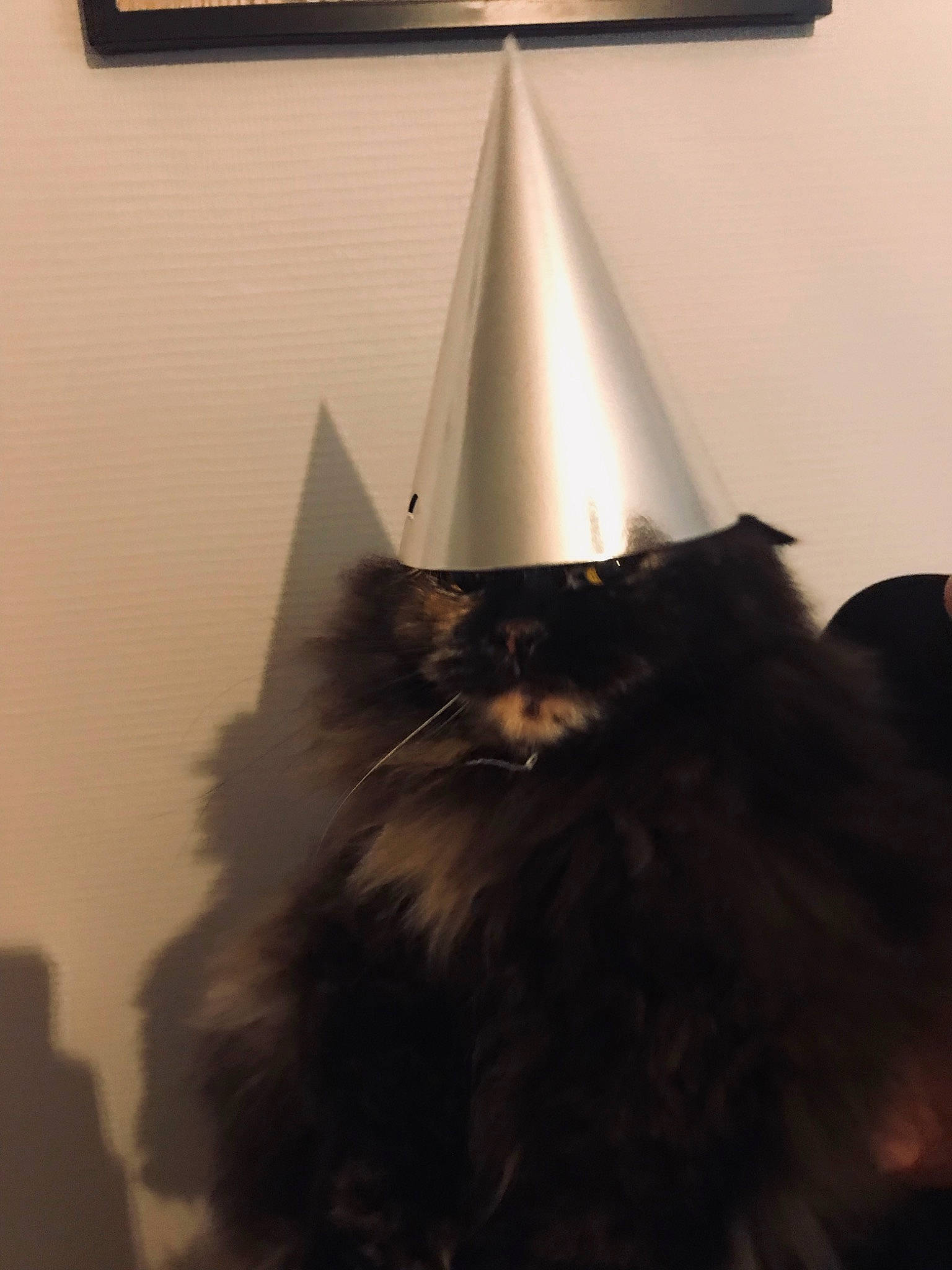 Moon a rejoint le concours — aidez-le/la à gagner de superbes lots ! cat, felidae, fur, room, small_to_medium_sized_cats, tints_and_shades, whiskers