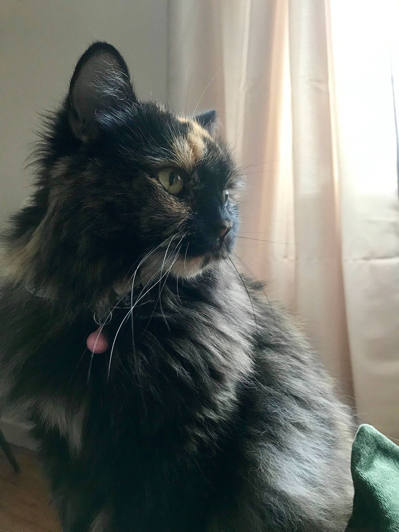 Moon a rejoint le concours — aidez-le/la à gagner de superbes lots ! asian_semi_longhair, black_cat, british_semi_longhair, carnivore, cat, cymric, domestic_long_haired_cat, eye, felidae, fur, maine_coon, mammal, nebelung, norwegian_forest_cat, persian, siberian, small_to_medium_sized_cats, snout, vertebrate, whiskers