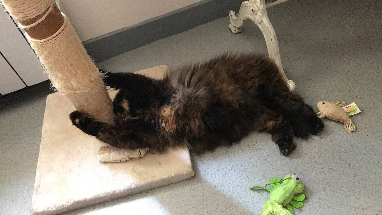 Moon participe au concours pour gagner de l'argent avec cette photo : carnivore, cat, domestic_long_haired_cat, domestic_short_haired_cat, felidae, fur, kitten, norwegian_forest_cat, paw, small_to_medium_sized_cats, tail, whiskers