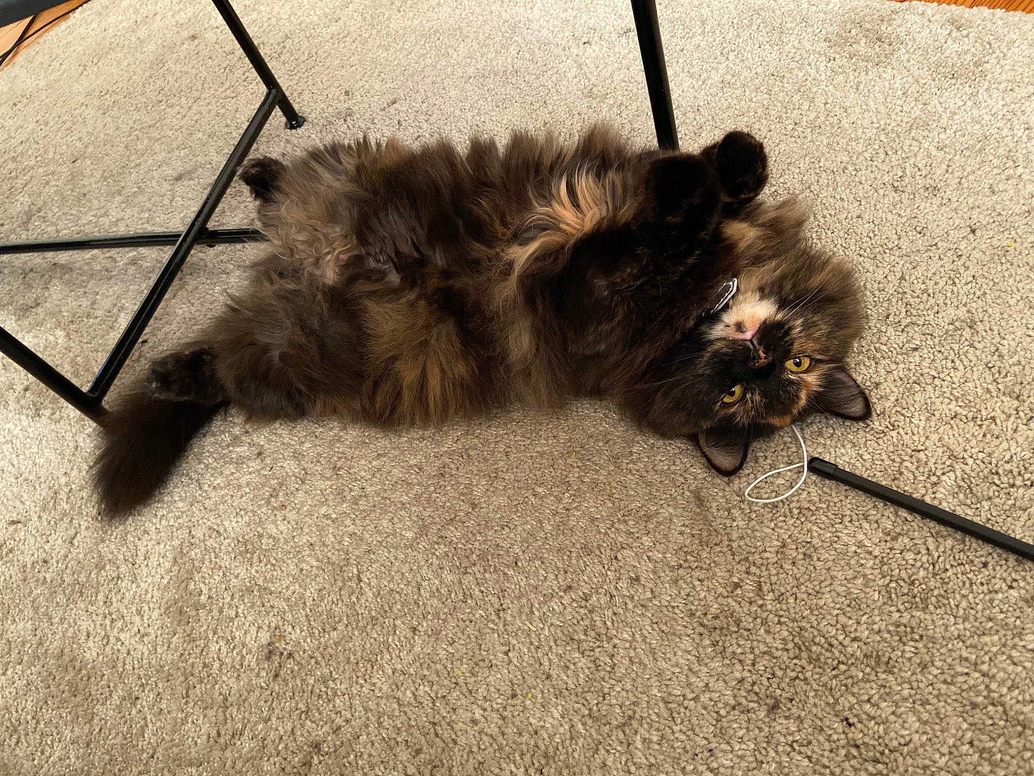 Moon participe au concours pour gagner de l'argent avec cette photo : carnivore, cat, domestic_long_haired_cat, fawn, felidae, floor, flooring, fur, kitten, maine_coon, norwegian_forest_cat, persian, ragamuffin, small_to_medium_sized_cats, tail, whiskers