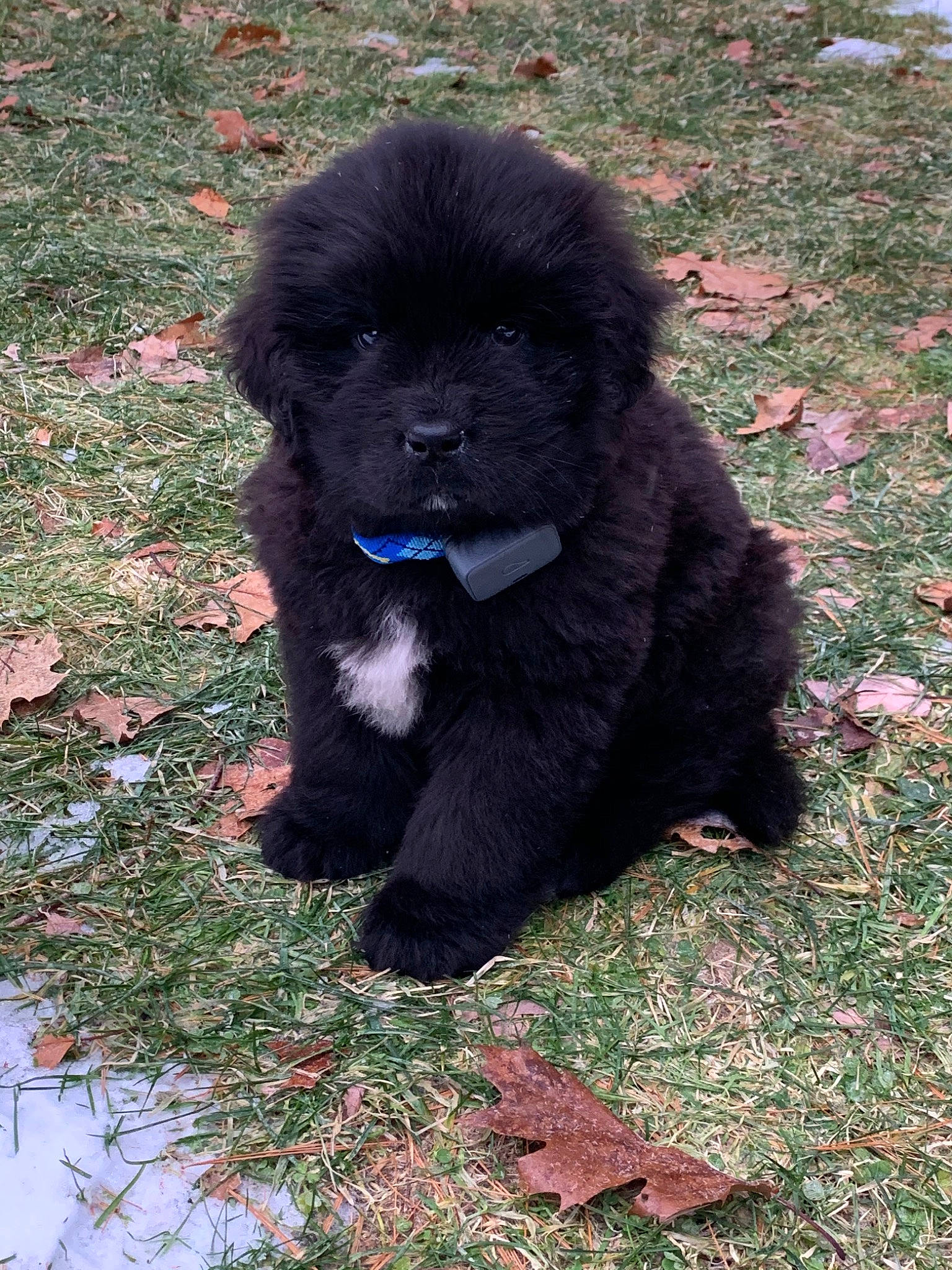 Zeus joined the competition — help win amazing prizes! ancient_dog_breeds, canidae, carnivore, caucasian_shepherd_dog, companion_dog, dog, dog_breed, fawn, mammal, newfoundland, puppy, snout, sporting_group, vertebrate