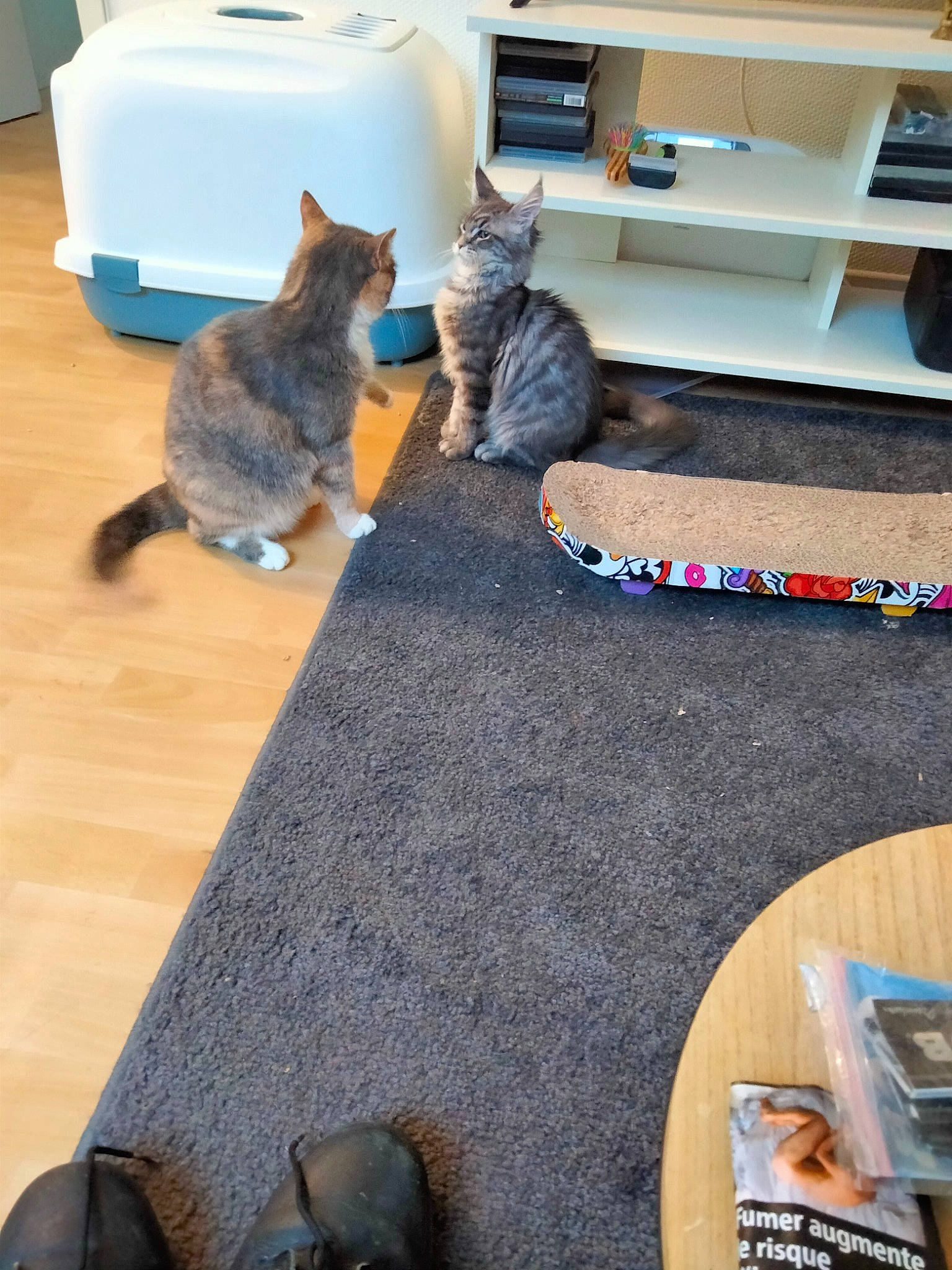 Tenessee a rejoint le concours — aidez-le/la à gagner de superbes lots ! black, carnivore, cat, comfort, domestic_short_haired_cat, felidae, floor, flooring, grey, hardwood, living_room, mammal, printer, printer_tray, room, shelving, small_to_medium_sized_cats, tail, whiskers, wood