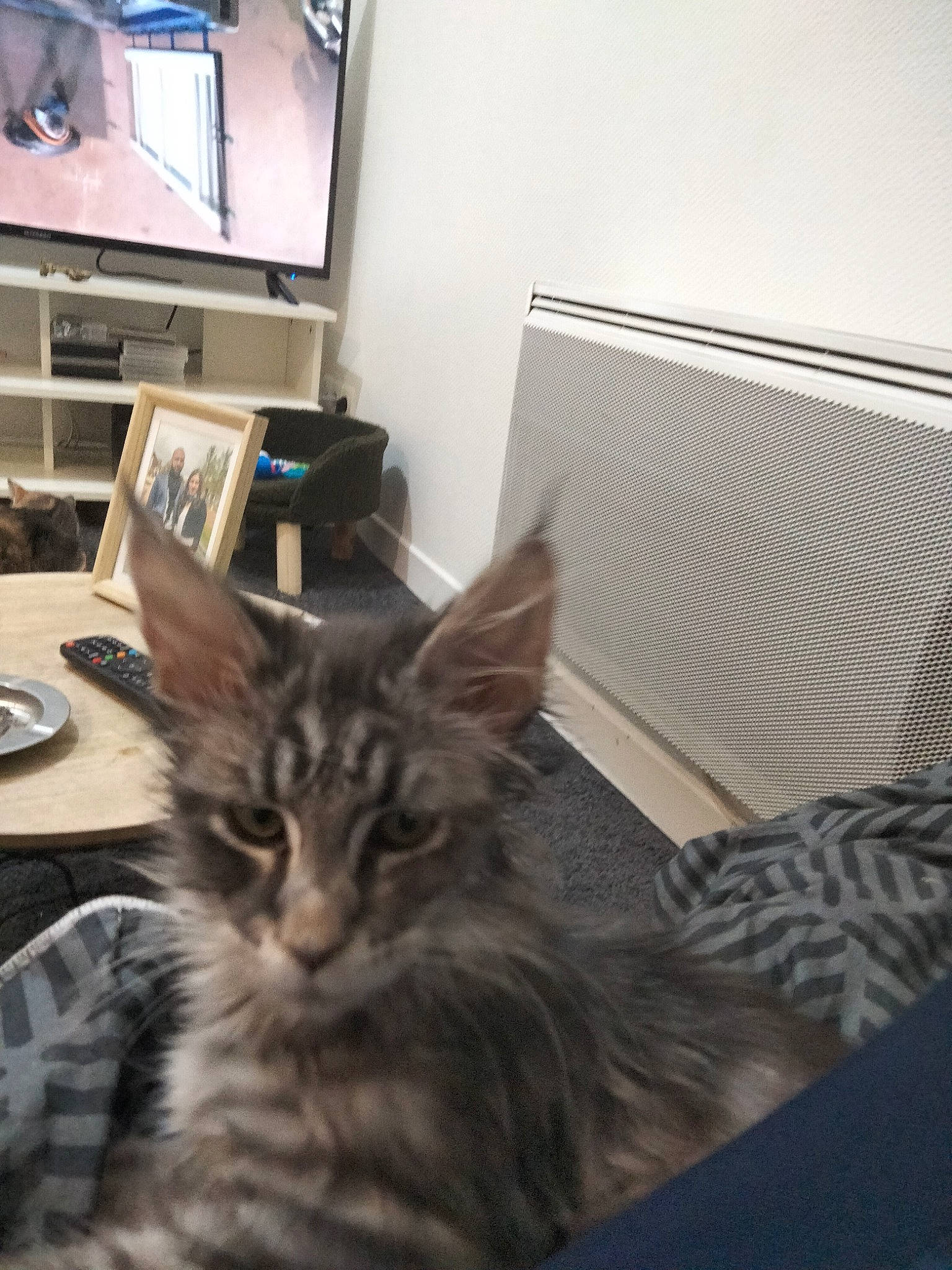 Tenessee a rejoint le concours — aidez-le/la à gagner de superbes lots ! bookcase, carnivore, cat, computer, computer_keyboard, desk, domestic_short_haired_cat, drawer, felidae, flooring, fur, hardwood, maine_coon, paw, personal_computer, small_to_medium_sized_cats, table, television, whiskers, wood