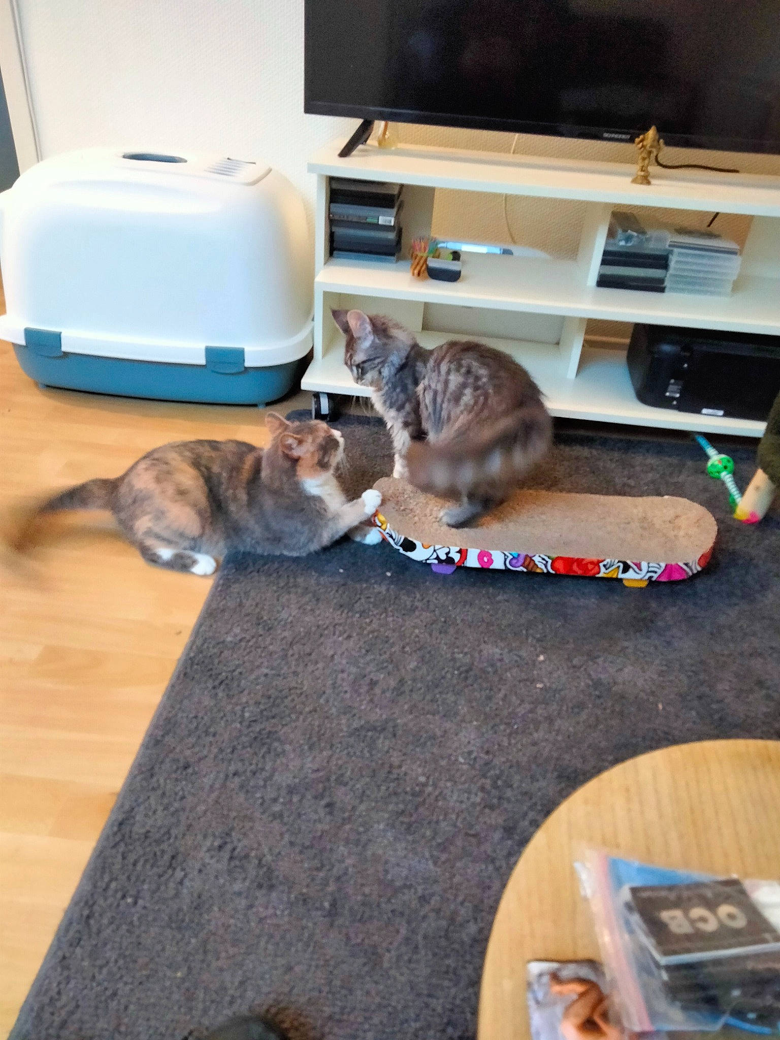 Tenessee a rejoint le concours — aidez-le/la à gagner de superbes lots ! carnivore, cat, comfort, domestic_short_haired_cat, electronic_device, felidae, floor, flooring, hardwood, home, home_appliance, laminate_flooring, living_room, room, small_to_medium_sized_cats, tail, television, television_set, whiskers, wood