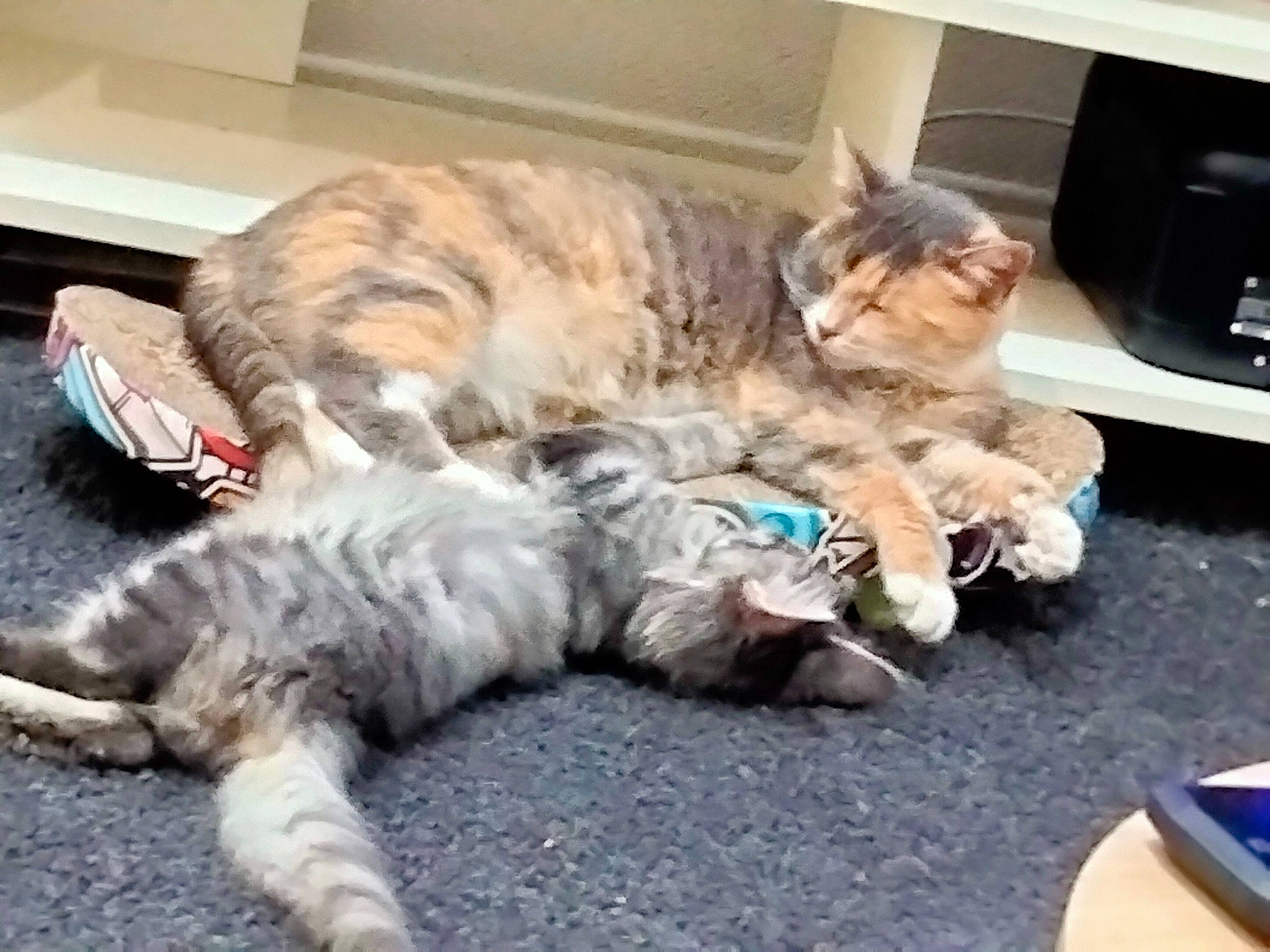 Tenessee a rejoint le concours — aidez-le/la à gagner de superbes lots ! carnivore, cat, claw, comfort, domestic_short_haired_cat, felidae, fur, home_appliance, kitchen_appliance, mammal, nap, paw, small_to_medium_sized_cats, tail, vehicle, vertebrate, whiskers