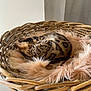 Yuzu participe au concours pour gagner de l'argent avec cette photo : cat, basket, fur, fluffy, sleeping, pet, animal, indoor, resting, cozy, feline, patterned_fur, pink_cushion, woven, wood, home, cute, peaceful, nap, soft