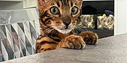 Yuzu a rejoint le concours — aidez-le/la à gagner de superbes lots ! cat, bengal_cat, curious, green_eyes, paws, countertop, indoor, furniture, shelf, storage_basket, close_up, pet, animal, whiskers, ears, tabby, striped, domestic_cat, household, mischievous