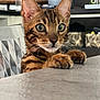 cat, bengal_cat, curious, green_eyes, paws, countertop, indoor, furniture, shelf, storage_basket, close_up, pet, animal, whiskers, ears, tabby, striped, domestic_cat, household, mischievous