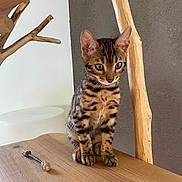 Yuzu a rejoint le concours — aidez-le/la à gagner de superbes lots ! bengal_kitten, cat, kitten, wooden_table, wooden_chair, indoor, pet, animal, feline, striped_fur, brown_fur, curious, sitting, close_up, domestic_cat, young_cat, whiskers, ears, eyes, natural_light