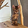 bengal_kitten, cat, kitten, wooden_table, wooden_chair, indoor, pet, animal, feline, striped_fur, brown_fur, curious, sitting, close_up, domestic_cat, young_cat, whiskers, ears, eyes, natural_light