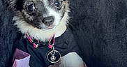 Faith is registered to the contest to win money with this photo: puppy, dog, small_dog, cute, collar, black_outfit, tag, cushion, blanket, indoor, pet, fur, snuggle, comfort, car_seat, seatbelt, closeup, portrait, animal, young_dog