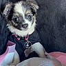 puppy, dog, small_dog, cute, collar, black_outfit, tag, cushion, blanket, indoor, pet, fur, snuggle, comfort, car_seat, seatbelt, closeup, portrait, animal, young_dog