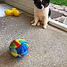 Faith joined the competition — help win amazing prizes! puppy, dog, toy, ball, yellow_bone_toy, concrete_floor, screen_door, grass, pet, cute, black_and_white, indoor, playful, small_dog, animal, sitting, curious, young_dog, house, background