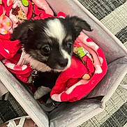 Faith is registered to the contest to win money with this photo: puppy, dog, blanket, basket, pet, cute, small, indoor, fabric, floor, footwear, sandal, animal, cozy, curious, soft, black_and_white, paw, toy, carpet