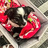 puppy, dog, blanket, basket, pet, cute, small, indoor, fabric, floor, footwear, sandal, animal, cozy, curious, soft, black_and_white, paw, toy, carpet