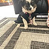 Faith joined the competition — help win amazing prizes! puppy, dog, pet, indoor, black_clothing, collar, bell, carpet, floor, footwear, person, furniture, cute, small_dog, fur, animal, sitting, indoor_lighting, domestic, home
