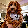adorable, animal, blurred_background, brown_dog, celebration, companion, curly_fur, cute, dog, event, friendly, fur, indoor, mammal, party, people, person_holding, pet, social, vest