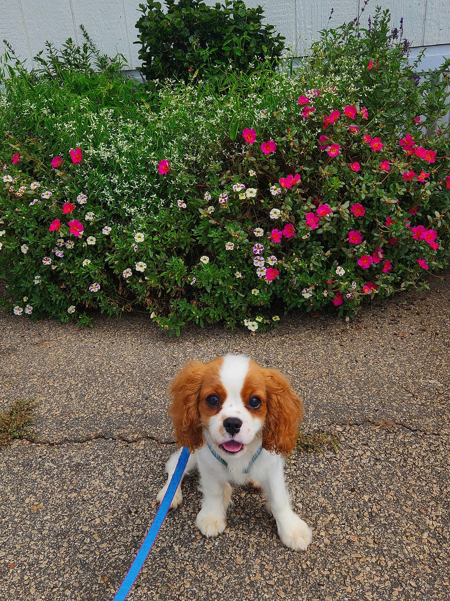 Nyla is registered to the contest to win money with this photo: puppy, dog, cavalier_king_charles_spaniel, leash, flower_bed, pink_flowers, white_flowers, greenery, pavement, outdoor, garden, happy, pet, cute, small_dog, fur, canine, tongue_out, sidewalk, nature