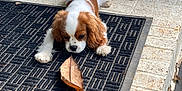 Nyla joined the competition — help win amazing prizes! dog, puppy, cavalier_king_charles_spaniel, leaf, doormat, porch, curious, brown, white, fur, pet, animal, sniffing, outdoor, texture, closeup, playful, young_dog, floor, resting