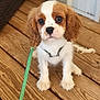 Nyla joined the competition — help win amazing prizes! puppy, dog, cavalier_king_charles_spaniel, leash, wooden_floor, pet, animal, cute, small_dog, sitting, brown_and_white, ears, fur, domestic_animal, outdoor, young_dog, pet_accessory, flooring, portrait, companion