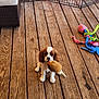 Nyla is registered to the contest to win money with this photo: puppy, dog, toy, wooden_deck, plush_toy, outdoor, pet, cute, brown_and_white, small_dog, flooring, fence, chair, cushion, playful, animal, domestic_animal, looking, sitting, colorful_toys