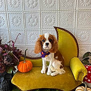 Nyla joined the competition — help win amazing prizes! dog, puppy, cavalier_king_charles_spaniel, yellow_couch, pumpkin, flower_arrangement, skull_vase, green_carpet, white_wall, textured_wall, autumn_decor, bandana, indoor, pet, decor, cute, sitting, portrait, cozy, festive