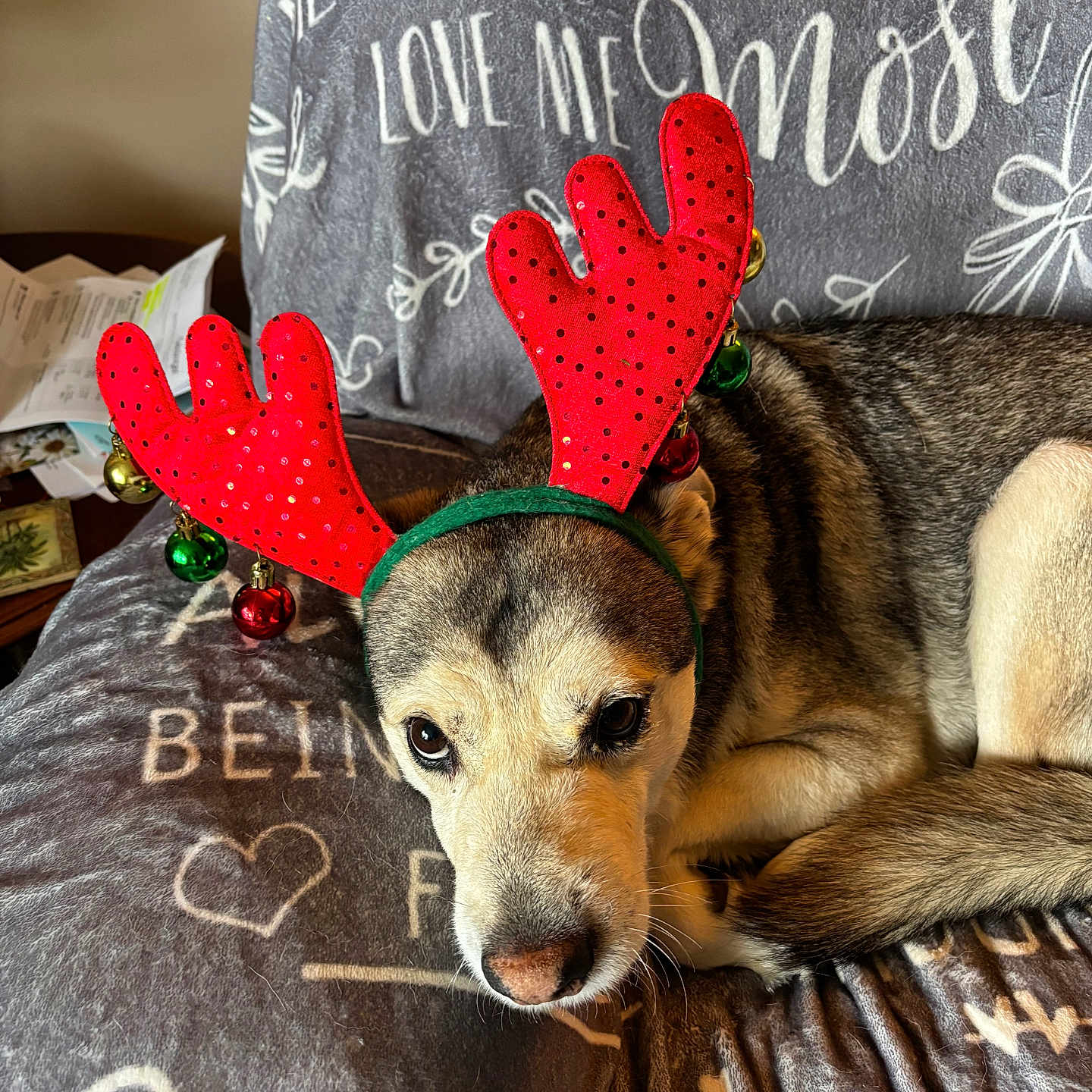 Crook joined the competition — help win amazing prizes! animal, bells, blanket, brown, christmas, close_up, costume, couch, cozy, curled_up, dog, holiday, indoors, lying_down, pet, portrait, puppy, red, reindeer_antlers, sleepy