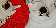 Bruno And Billy is registered to the contest to win money with this photo: animal, bed, companion, cute, dog, floor, fur, indoor, lying_down, pet, playpen, pug, puppy, red_bed, resting, sleeping, small_dog, tile_floor, white_mat, young_dog