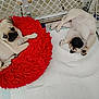 animal, bed, companion, cute, dog, floor, fur, indoor, lying_down, pet, playpen, pug, puppy, red_bed, resting, sleeping, small_dog, tile_floor, white_mat, young_dog