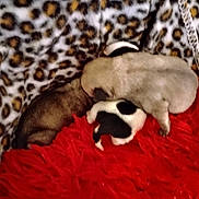 Bruno And Billy is registered to the contest to win money with this photo: animal, blanket, cozy, cute, dogs, fur, furry, group, indoors, leopard_print, pet, pile, puppies, red_blanket, resting, sleeping, small, soft, warm, young
