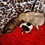 animal, blanket, cozy, cute, dogs, fur, furry, group, indoors, leopard_print, pet, pile, puppies, red_blanket, resting, sleeping, small, soft, warm, young
