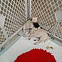 Bruno And Billy is registered to the contest to win money with this photo: animal, companions, cute, dog, domestic, fence, floor, friendship, inside, pad, pet, playing, playpen, pug, puppy, red_rug, resting, tile, white, young