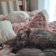 Neige Et Naya participe au concours pour gagner de l'argent avec cette photo : bed, blanket, cat, comfort, cozy, curtain, cute, domestic_animal, feline, fur, home, indoor, pattern, pet, pillow, radiator, relaxation, resting, sleeping, soft