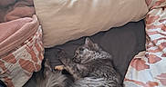 Neige Et Naya a rejoint le concours — aidez-le/la à gagner de superbes lots ! animal, bed, blanket, cat, comfort, cozy, cute, domestic_animal, feline, fur, gray_cat, indoor, nap, pet, pillow, relaxation, resting, sleeping, soft, white_cat