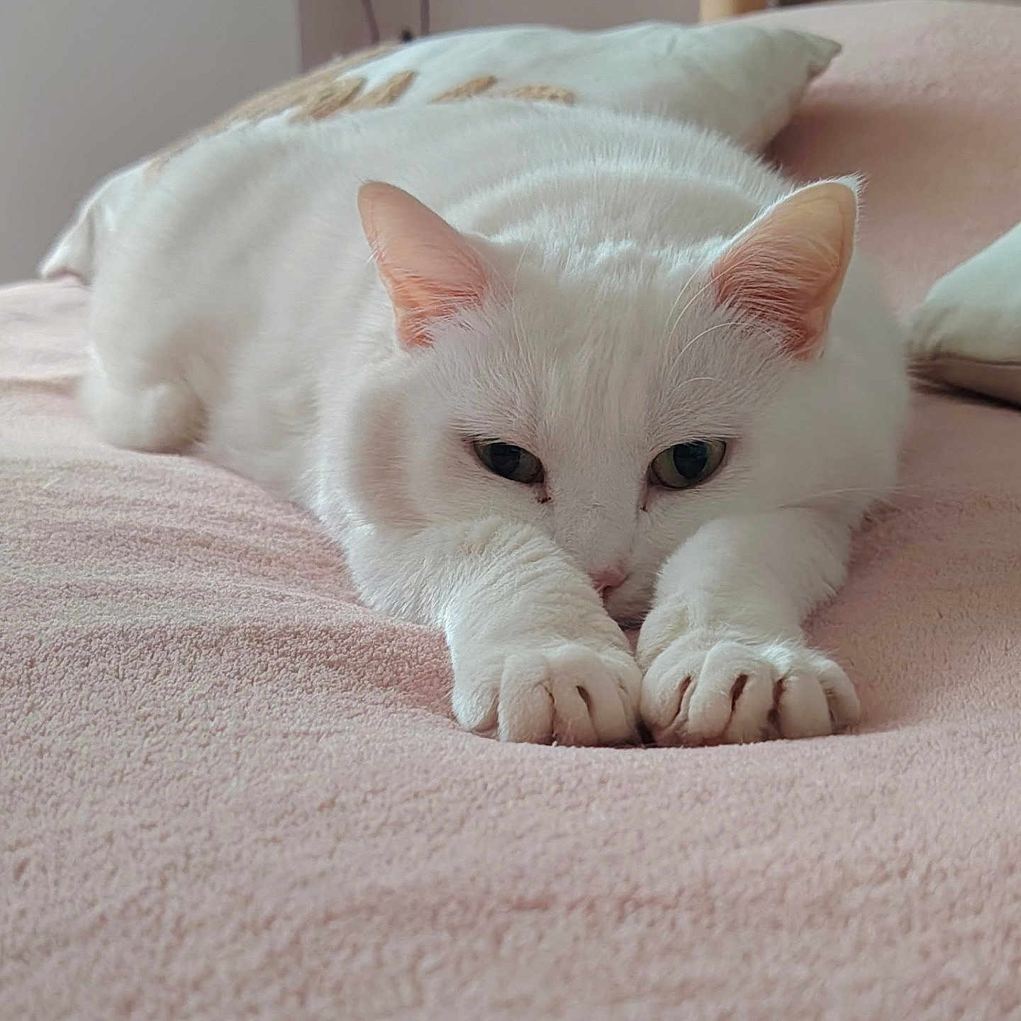 Neige participe au concours pour gagner de l'argent avec cette photo : white_cat, cat, pet, animal, feline, sleeping, resting, pink_blanket, soft_texture, indoor, cozy, cute, paws, ears, fur, relaxed, bedroom, home, domestic, comfort