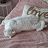 animal, bed, blanket, cat, comfort, cozy, cute, domestic, fluffy, furniture, indoor, love_text, pet, pillow, pink, relaxation, resting, sleeping, soft_texture, white_cat