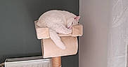 Neige a rejoint le concours — aidez-le/la à gagner de superbes lots ! animal, calm, cat, cat_tree, cozy, curtain, cute, domestic_animal, furniture, home, indoor, pet, quiet, radiator, relaxing, resting, sleeping, soft, wall, white_cat