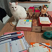 Neige participe au concours pour gagner de l'argent avec cette photo : cat, white_cat, table, box, paper, pen, kitchen, microwave, placemat, wooden_table, curtain, appliance, indoor, domestic, furniture, food_container, basket, stationery, clutter, home