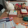 appliance, basket, box, cat, clutter, curtain, domestic, food_container, furniture, home, indoor, kitchen, microwave, paper, pen, placemat, stationery, table, white_cat, wooden_table