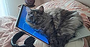 Naya a rejoint le concours — aidez-le/la à gagner de superbes lots ! bed, blanket, cat, cozy, curious, electronic_device, furniture, furry_pet, gray_cat, headphones, indoor, lamp, laptop, pet, pillow, relaxed, resting, screen, soft_texture, technology