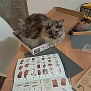 Naya participe au concours pour gagner de l'argent avec cette photo : banana, bowl, cardboard_box, cat, cozy, curtain, domestic_animal, fluffy, furniture, gray_cat, household_items, indoor, instruction_manual, kitchen, nuts, pet, relaxed, sitting, table, wooden_surface