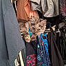 Naya a rejoint le concours — aidez-le/la à gagner de superbes lots ! black_clothes, blue_shirt, cat, cat_ears, cat_face, closet, clothes, colorful, curious, domestic_animal, fabric, feline, fur, gray_shirt, hanging_clothes, indoor, orange_clothes, patterned_clothes, pet, resting