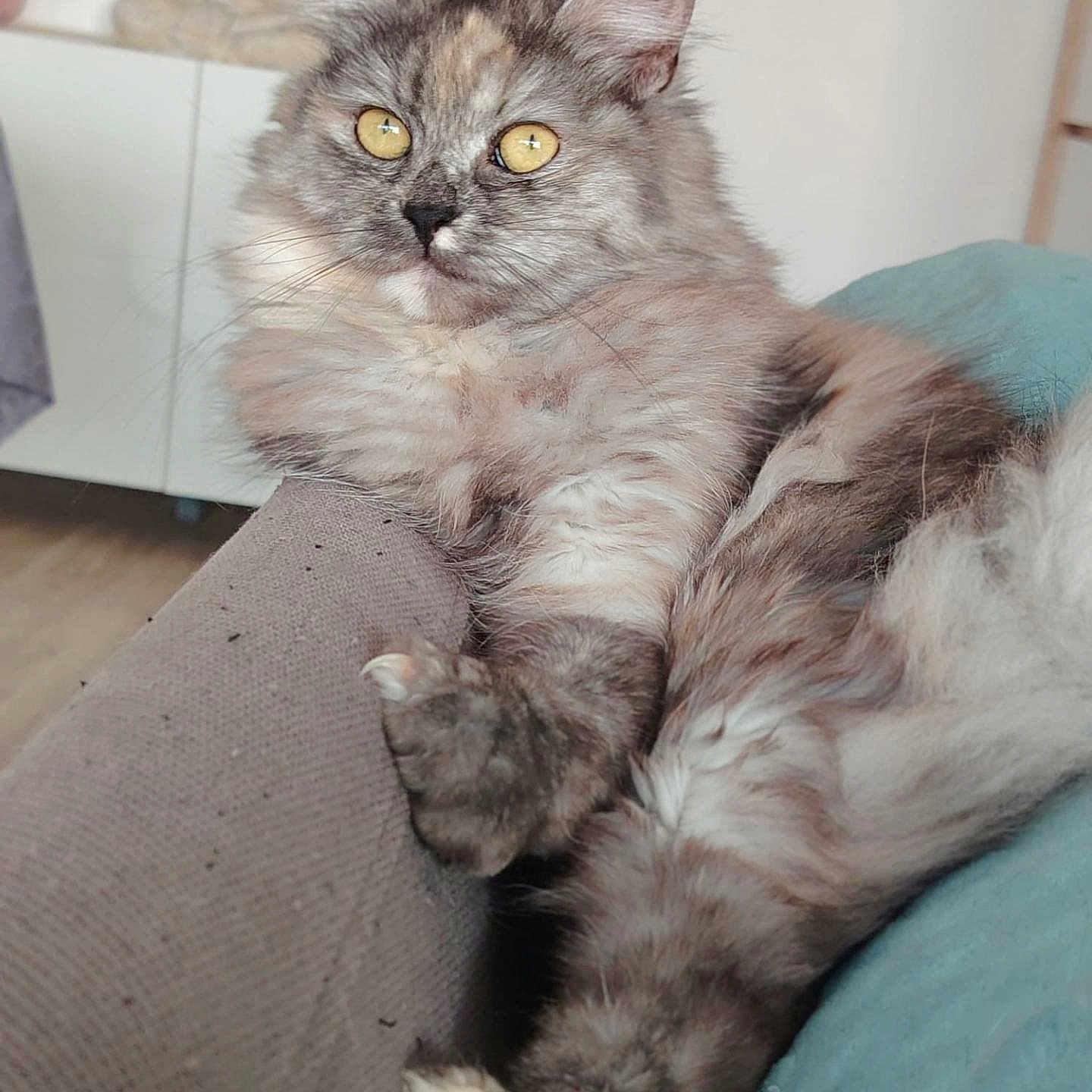 Naya
