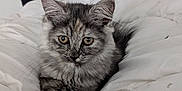 Naya participe au concours pour gagner de l'argent avec cette photo : kitten, cat, pet, feline, bed, blanket, fur, animal, cute, young, domestic_animal, whiskers, indoor, relaxing, cozy, sleeping_area, curious, soft_light, gray, tabby